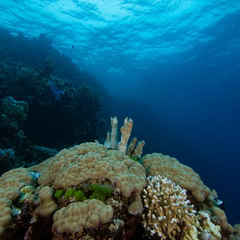 20160421- MG 2098 : 20160417_GBR_Far_North_Kalinda_dive_trip, Woody's Wood Reef - Great Detached Reef