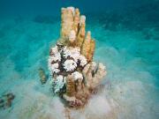 20160419_Collette_Reef