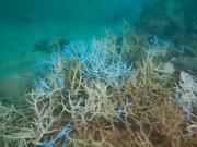 20160419_Monsoon_Reef