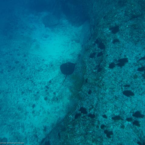 20180929- MG 5840 : A-Z, D, Dive-ƒ, Flat Rock, Places, Straddie, Stradebroke Island, WHAT, dive, underwater