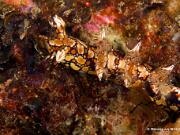 20141004_Unidive_Gneerings