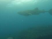 20230513_Flat_WhaleShark
